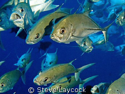 Bigeye trevally - "in the circle" - one of the most exhil... by Steve Laycock 